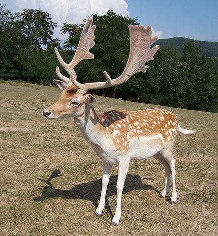 Male fallow deer (Dama dama), Cantal, France (B.Navez, CC-BY-SA 3)