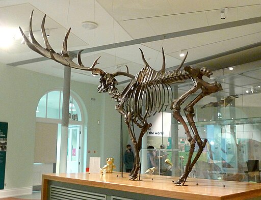 Irish Elk skeleton from 1862, exhibited in Leeds City Museum (Wikimedia Commons, CC BY-SA 4.0).