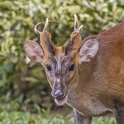 Red muntjac male *Muntiacus muntjak malabaricus*, Kandy, Sri Lanka (Charles J. Sharp, CC-BY-SA v4)