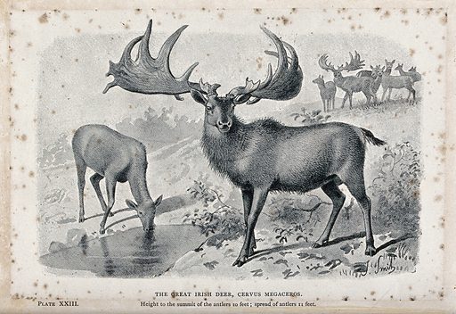 The male and female Irish elk (Cervus megaceros), now extinct. Reproduction of a painting by J. Smith (CC BY 4.0).
